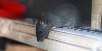 Pelajari cara efektif mencegah tikus naik ke plafon rumah dengan menutup celah, memasang kawat ram, dan menggunakan perangkap serta repellent alami. (Foto: Grid.id)