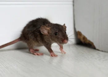 Kotoran tikus di rumah bisa ancam kesehatan keluarga. Simak risiko penyakit dan cara aman membersihkan serta mencegahnya. (Foto: Getty Images)