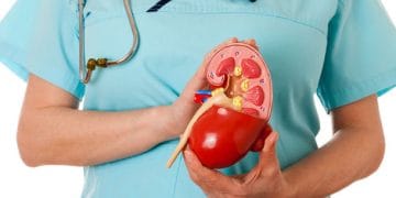 Beberapa kebiasaan di pagi hari ternyata bisa merusak ginjal tanpa disadari. Simak penjelasan dan cara menjaga kesehatan ginjal berikut ini.