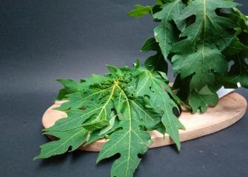 Daun pepaya punya banyak khasiat untuk kesehatan tubuh, mulai dari menjaga pencernaan hingga menyehatkan kulit. Simak manfaat lengkapnya di sini. (Foto: Shutterstock)