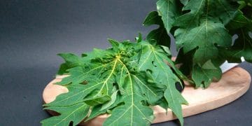 Daun pepaya punya banyak khasiat untuk kesehatan tubuh, mulai dari menjaga pencernaan hingga menyehatkan kulit. Simak manfaat lengkapnya di sini. (Foto: Shutterstock)