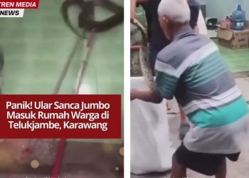 Ular sanca jumbo masuk rumah warga Telukjambe, Karawang. Warga sigap mengevakuasi menggunakan alat seadanya, pagi tadi pukul 07.30 WIB.