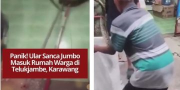 Ular sanca jumbo masuk rumah warga Telukjambe, Karawang. Warga sigap mengevakuasi menggunakan alat seadanya, pagi tadi pukul 07.30 WIB.