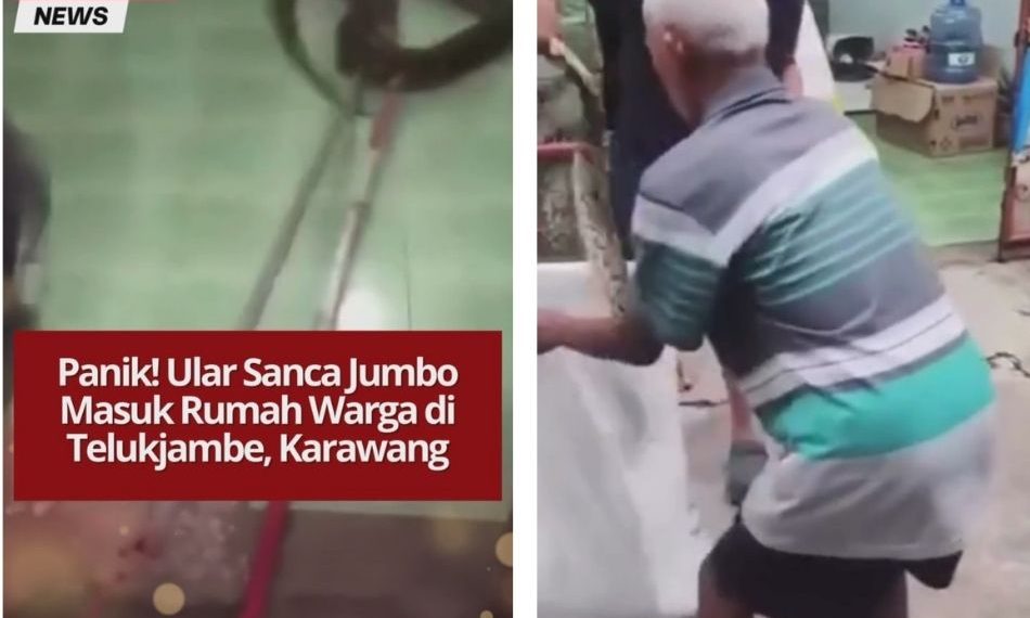 Ular sanca jumbo masuk rumah warga Telukjambe, Karawang. Warga sigap mengevakuasi menggunakan alat seadanya, pagi tadi pukul 07.30 WIB.