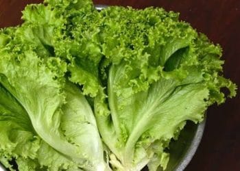 Selada tetap segar hingga satu bulan dengan trik sederhana pakai aluminium foil. Praktis, hemat, dan sayuran tetap renyah. (Foto: RRI.co.id)