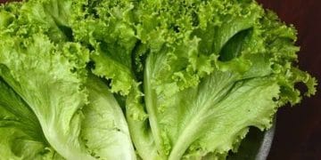 Selada tetap segar hingga satu bulan dengan trik sederhana pakai aluminium foil. Praktis, hemat, dan sayuran tetap renyah. (Foto: RRI.co.id)