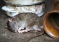 Cari racun tikus paling ampuh untuk menjaga kebersihan rumah. Simak jenis, keamanan, dan rekomendasi produk yang efektif mengatasi hama. (Foto: PIXABAY/Robert Balog)