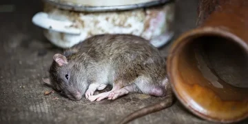 Cari racun tikus paling ampuh untuk menjaga kebersihan rumah. Simak jenis, keamanan, dan rekomendasi produk yang efektif mengatasi hama. (Foto: PIXABAY/Robert Balog)