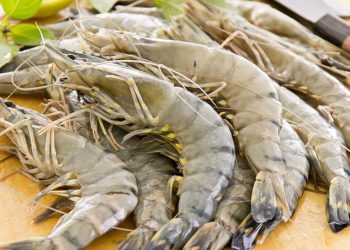 Tidak semua bagian udang aman dimakan. Kenali bagian yang bergizi dan yang sebaiknya dihindari.