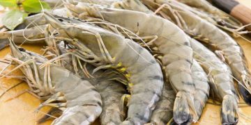 Tidak semua bagian udang aman dimakan. Kenali bagian yang bergizi dan yang sebaiknya dihindari.