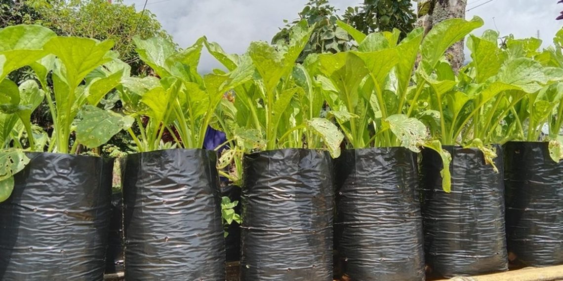 Panduan lengkap menanam sayuran mudah di polybag untuk pemula, dilengkapi tips perawatan sederhana yang cocok untuk lahan rumah minimalis. (Foto: SHUTTERSTOCK/MARTINA SAPPE)