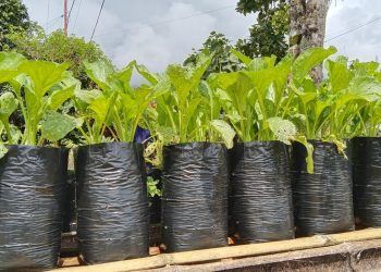 Panduan lengkap menanam sayuran mudah di polybag untuk pemula, dilengkapi tips perawatan sederhana yang cocok untuk lahan rumah minimalis. (Foto: SHUTTERSTOCK/MARTINA SAPPE)