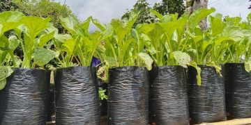 Panduan lengkap menanam sayuran mudah di polybag untuk pemula, dilengkapi tips perawatan sederhana yang cocok untuk lahan rumah minimalis. (Foto: SHUTTERSTOCK/MARTINA SAPPE)