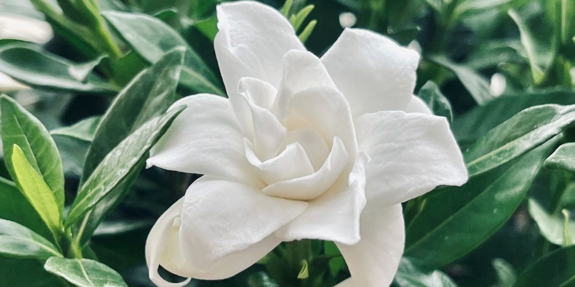 Temukan pilihan bunga harum yang mampu membuat rumah wangi alami tanpa pengharum buatan. Cocok untuk iklim tropis dan mudah dirawat. (Foto: Unsplash/Xu Jiebing)