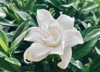 Temukan pilihan bunga harum yang mampu membuat rumah wangi alami tanpa pengharum buatan. Cocok untuk iklim tropis dan mudah dirawat. (Foto: Unsplash/Xu Jiebing)