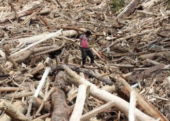 Mendagri Tito Karnavian menilai perlu investigasi terkait kayu gelondongan yang terbawa banjir di Aceh, Sumut, dan Sumbar untuk memastikan asal-usulnya. (Foto: ANTARA FOTO/Yudi Manar)