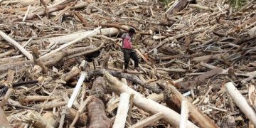 Mendagri Tito Karnavian menilai perlu investigasi terkait kayu gelondongan yang terbawa banjir di Aceh, Sumut, dan Sumbar untuk memastikan asal-usulnya. (Foto: ANTARA FOTO/Yudi Manar)
