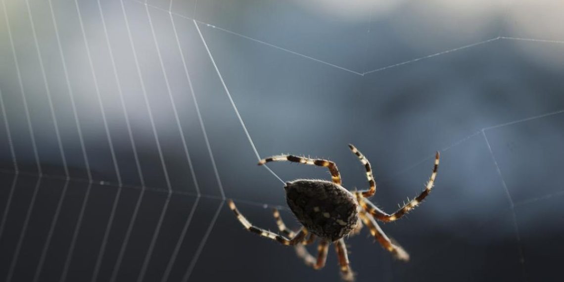 Cegah laba laba bersarang di rumah dengan metode alami seperti minyak peppermint, cuka putih, hingga perawatan rutin pada sudut ruangan. (Foto: Getty Images/iStockphoto/marthadavies)