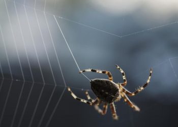 Cegah laba laba bersarang di rumah dengan metode alami seperti minyak peppermint, cuka putih, hingga perawatan rutin pada sudut ruangan. (Foto: Getty Images/iStockphoto/marthadavies)