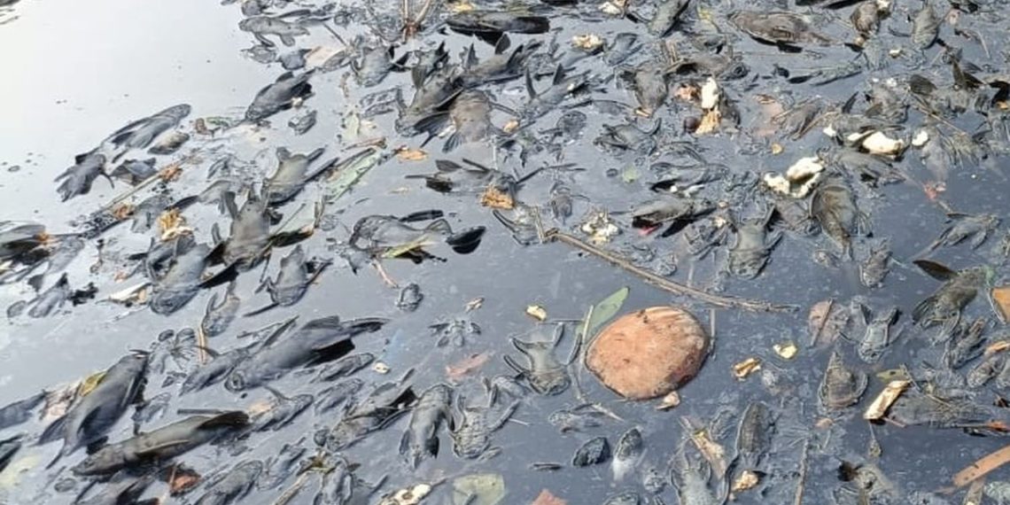 Populasi Ikan Sapu-sapu Tak Terkendali, Ekosistem Sungai Ciliwung Terancam Lonjakan ikan sapu-sapu di Sungai Ciliwung dinilai mengancam ekosistem dan menekan populasi ikan lokal. (Foto: KOMPAS.com/Joy Andre T.)