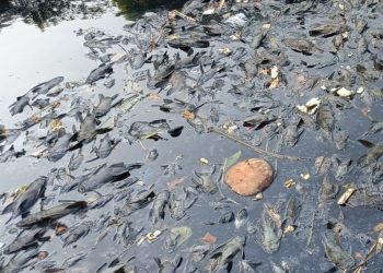 Lonjakan ikan sapu-sapu di Sungai Ciliwung dinilai mengancam ekosistem dan menekan populasi ikan lokal. (Foto: KOMPAS.com/Joy Andre T.)