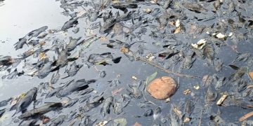 Lonjakan ikan sapu-sapu di Sungai Ciliwung dinilai mengancam ekosistem dan menekan populasi ikan lokal. (Foto: KOMPAS.com/Joy Andre T.)