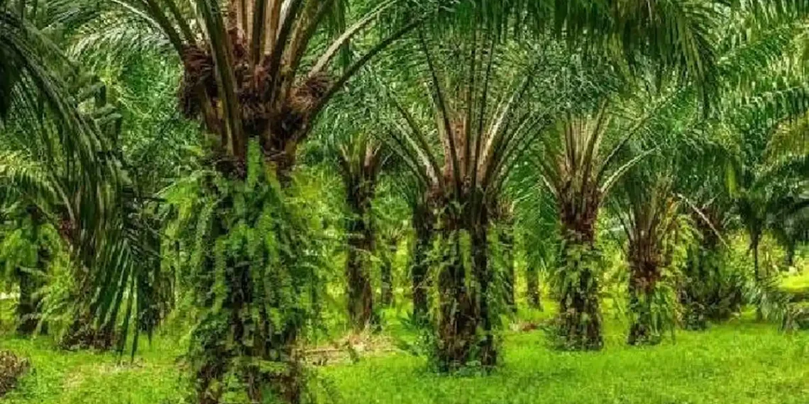 Pemerintah Jawa Barat resmi melarang penanaman kelapa sawit di seluruh wilayah. Kebijakan ini tertuang dalam Surat Edaran Gubernur Jabar. (Foto: Hand Over/BRIN)