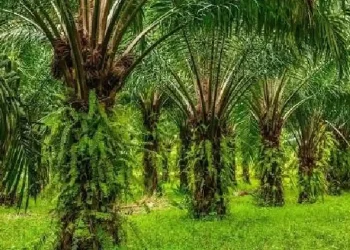 Pemerintah Jawa Barat resmi melarang penanaman kelapa sawit di seluruh wilayah. Kebijakan ini tertuang dalam Surat Edaran Gubernur Jabar. (Foto: Hand Over/BRIN)