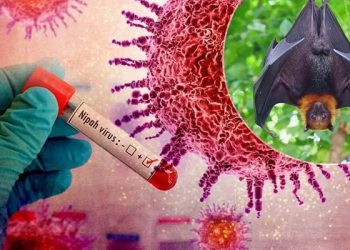 Kemenkes RI mengingatkan masyarakat waspadai virus Nipah yang bisa menular dari hewan dan makanan terkontaminasi, disertai gejala awal yang perlu dikenali. (Foto: tajuknasional.com)