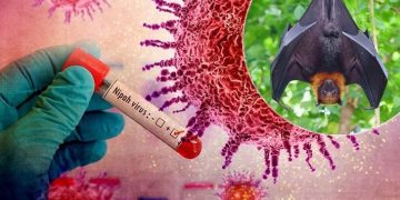 Kemenkes RI mengingatkan masyarakat waspadai virus Nipah yang bisa menular dari hewan dan makanan terkontaminasi, disertai gejala awal yang perlu dikenali. (Foto: tajuknasional.com)