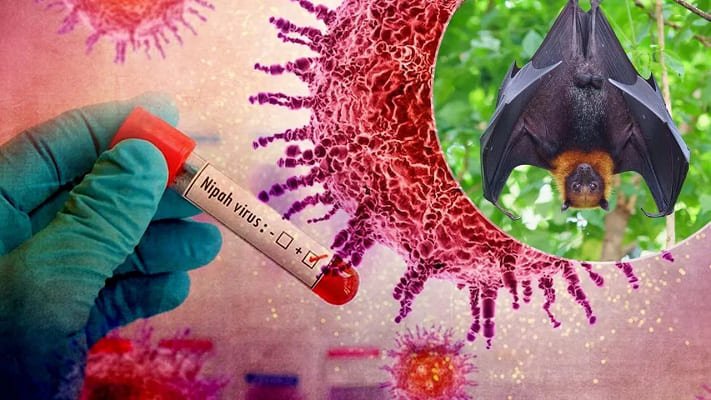 Imbauan Kemenkes RI Tentang Risiko Penularan Virus Nipah dan Pencegahannya Kemenkes RI mengingatkan masyarakat waspadai virus Nipah yang bisa menular dari hewan dan makanan terkontaminasi, disertai gejala awal yang perlu dikenali. (Foto: tajuknasional.com)