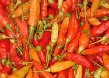 Harga cabai rawit di Pasar Jatinegara naik hingga Rp70 ribu per kg menjelang Ramadan. Pedagang sebut pasokan berkurang jadi penyebab utama.