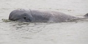 Populasi Pesut Mahakam tersisa sekitar 66 ekor. KLH siapkan langkah darurat untuk cegah kepunahan mamalia endemik Sungai Mahakam. (Foto: Kompas.com)