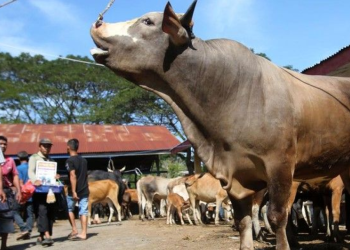 Bantuan dana puluhan miliar dari Presiden untuk sapi meugang disalurkan ke daerah terdampak bencana di Aceh menjelang Ramadan. (Foto: ANTARA FOTO/AMPELSA)
