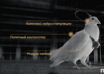 Startup Rusia Neiry kembangkan merpati bio drone dengan implan otak yang bisa dikendalikan operator seperti drone GPS. (Foto: Neiry)
