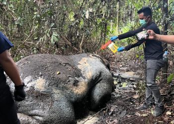 Seekor gajah Sumatera ditemukan mati mengenaskan di Pelalawan Riau. Polisi dan BKSDA selidiki dugaan perburuan liar dan penggunaan senjata api. (Foto: dok. Polres Pelalawan)