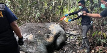 Seekor gajah Sumatera ditemukan mati mengenaskan di Pelalawan Riau. Polisi dan BKSDA selidiki dugaan perburuan liar dan penggunaan senjata api. (Foto: dok. Polres Pelalawan)