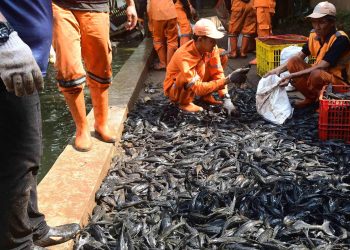 Ikan sapu sapu di Jakarta belum aman dikonsumsi karena kandungan logam berat tinggi. KPKP DKI memilih memusnahkan hasil tangkapan. (Foto: merdeka.com/Arie Basuki)