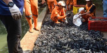 Ikan sapu sapu di Jakarta belum aman dikonsumsi karena kandungan logam berat tinggi. KPKP DKI memilih memusnahkan hasil tangkapan. (Foto: merdeka.com/Arie Basuki)