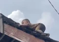 Aksi balita dua tahun merayap di genteng rumah di Lombok Tengah viral. Warga panik dan berusaha menyelamatkan bocah tersebut. (Foto: lombokpost)