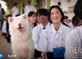 Film Thailand Gohan tayang mulai 14 Mei 2026 dengan cerita haru tentang anjing liar setia dan perjalanan hidup para pemiliknya. (Foto: GDH559/GOHAN)