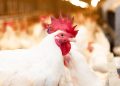 Harga ayam hidup di sejumlah daerah turun hingga Rp15.000 per kg. Kementan mengambil langkah stabilisasi untuk melindungi peternak mandiri.