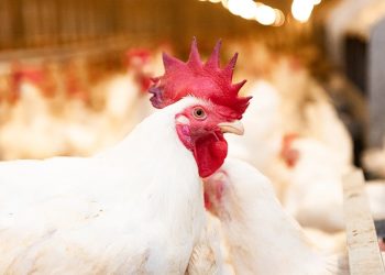Harga ayam hidup di sejumlah daerah turun hingga Rp15.000 per kg. Kementan mengambil langkah stabilisasi untuk melindungi peternak mandiri.