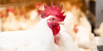 Harga ayam hidup di sejumlah daerah turun hingga Rp15.000 per kg. Kementan mengambil langkah stabilisasi untuk melindungi peternak mandiri.