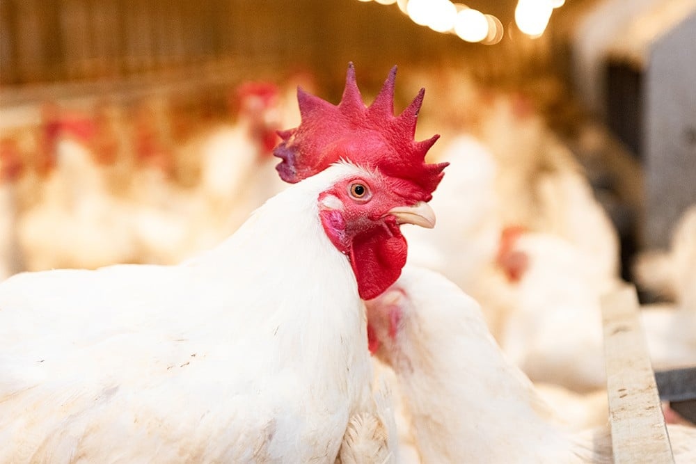 Harga Ayam Hidup Anjlok ke Rp15.000 per Kg, Peternak Kecil Terancam Gulung Tikar