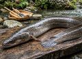 Kenali manfaat ikan sidat dan kandungan gizinya yang kaya protein, omega-3, vitamin, serta mineral untuk kesehatan jantung, otak, dan daya tahan tubuh.