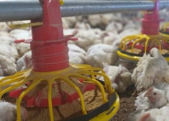 Harga ayam hidup di tingkat peternak turun hingga Rp13.000 per kilogram. Peternak meminta pemerintah mengambil langkah untuk mengatasi oversupply dan menjaga usaha tetap bertahan.