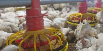 Harga ayam hidup di tingkat peternak turun hingga Rp13.000 per kilogram. Peternak meminta pemerintah mengambil langkah untuk mengatasi oversupply dan menjaga usaha tetap bertahan.