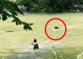Situ Habibie di Sukabumi menjadi habitat buaya muara. Serangan terhadap anak sapi membuat warga meminta penanganan serius dari instansi terkait.