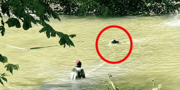 Situ Habibie di Sukabumi menjadi habitat buaya muara. Serangan terhadap anak sapi membuat warga meminta penanganan serius dari instansi terkait.